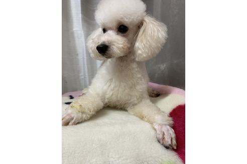 販売中のタイニープードルの親犬