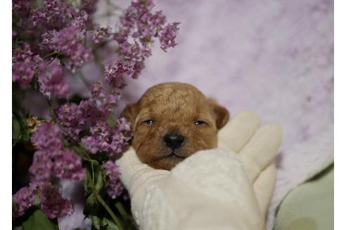 販売中のティーカッププードルの親犬