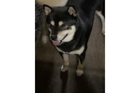 販売中の柴犬の親犬