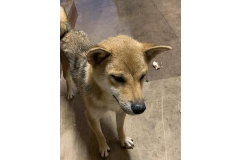 販売中の柴犬の親犬