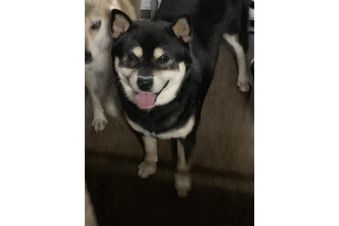 販売中の柴犬の親犬