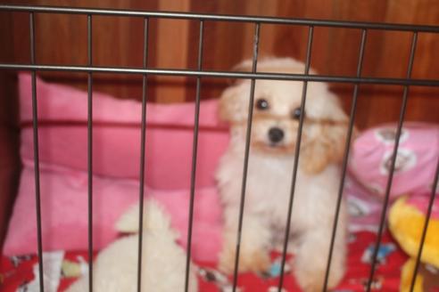販売中のトイプードルの親犬