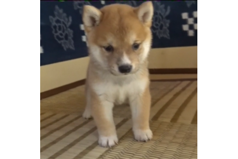 佐賀県で柴犬の子犬を探す ブリーダーナビ