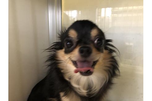販売中のチワワ(ロングコート)の親犬