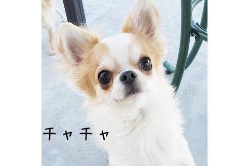 販売中のチワワ(ロングコート)の親犬