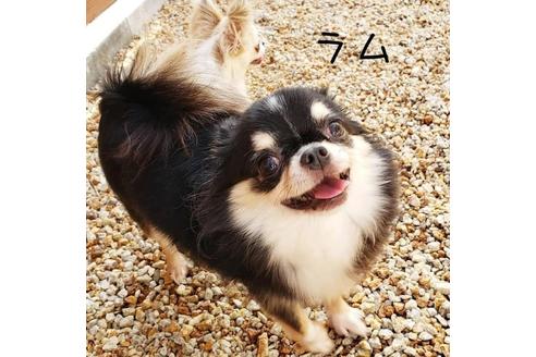 販売中のチワワ(ロングコート)の親犬