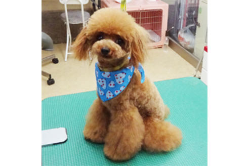 販売中のティーカッププードルの親犬