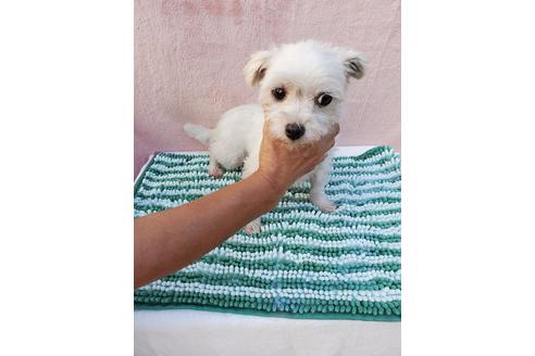 販売中のポメマル:ポメラニアン×マルチーズの親犬
