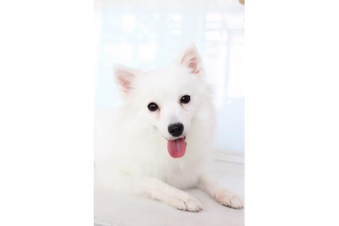 販売中の日本スピッツの親犬