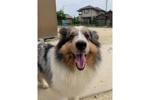 販売中のシェットランドシープドッグ(シェルティ)の親犬