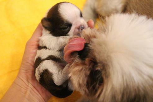 一人暮らしの人におすすめの犬種から子犬を探す ブリーダーナビ