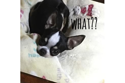 販売中のチワワ(スムースコート)の親犬