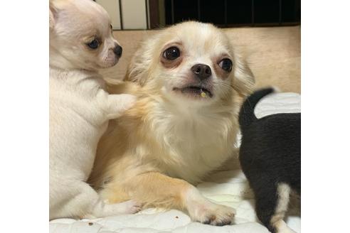 販売中のチワワ(スムースコート)の親犬