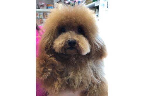 販売中のトイプードルの親犬