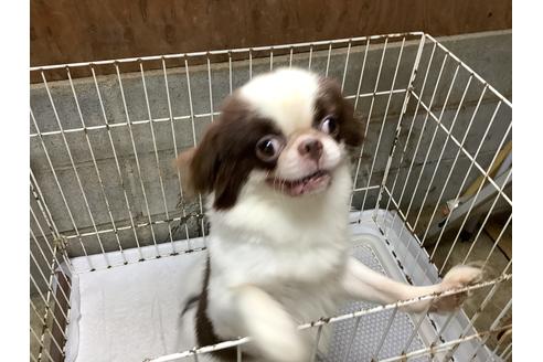 販売中の狆 (チン)の親犬