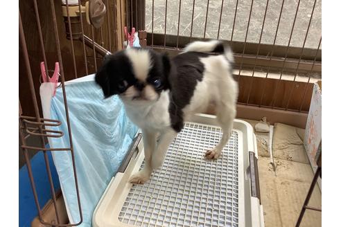 販売中の狆 (チン)の親犬