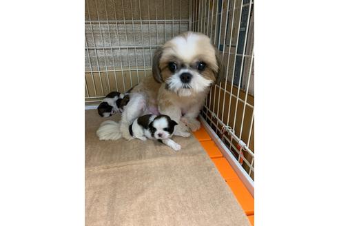 販売中のシーズーの親犬