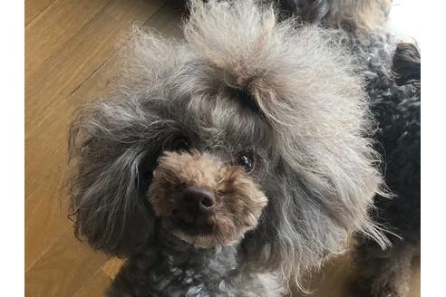 販売中のトイプードルの親犬