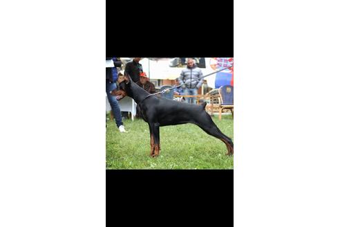 販売中のドーベルマンの親犬