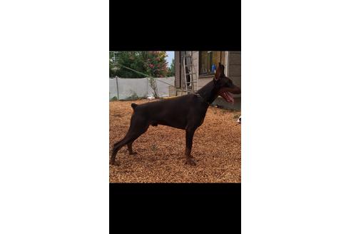 販売中のドーベルマンの親犬