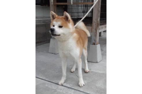 販売中の秋田犬の親犬