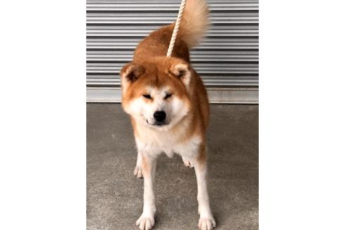 販売中の秋田犬の親犬
