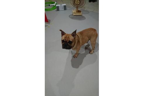 販売中のフレンチブルドッグの親犬