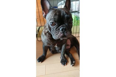 販売中のフレンチブルドッグの親犬