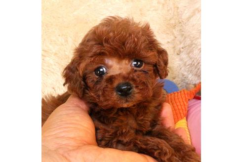 茨城県でトイプードルの子犬を探す ブリーダーナビ