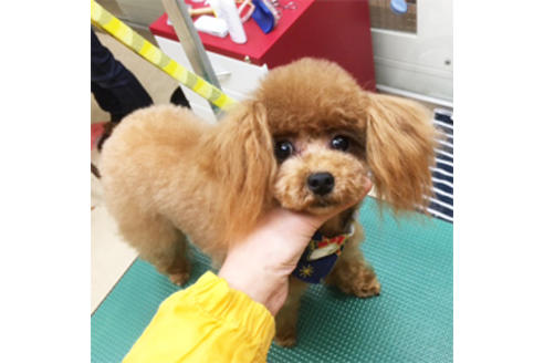 販売中のタイニープードルの親犬