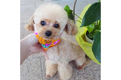 販売中のタイニープードルの親犬