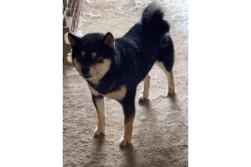 販売中の柴犬の親犬