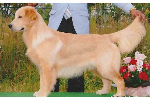 販売中のゴールデンレトリーバーの親犬