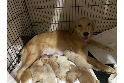 販売中のゴールデンレトリーバーの親犬