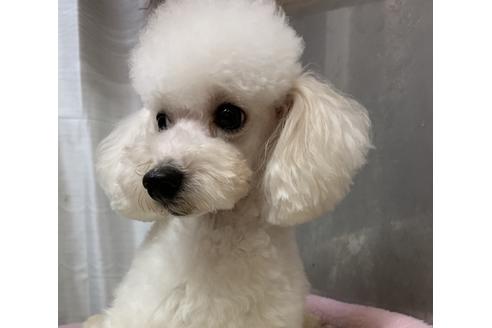 販売中のティーカッププードルの親犬