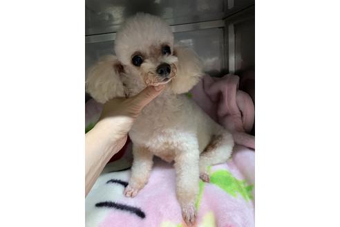 販売中のティーカッププードルの親犬