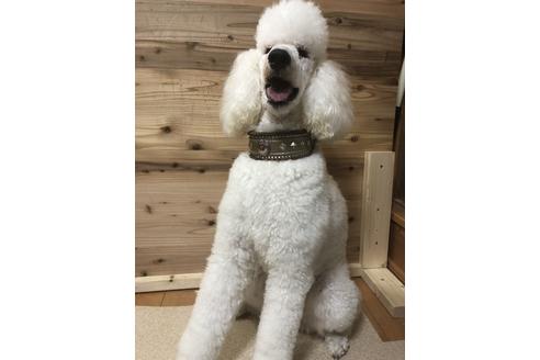 販売中のスタンダードプードルの親犬