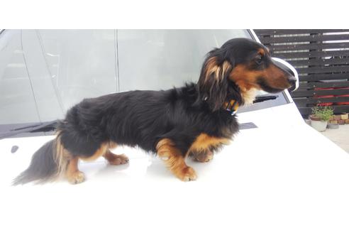 販売中のミニチュアダックスフンド(ロングヘアード)の親犬