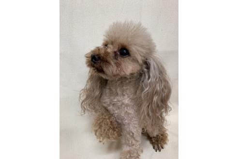 販売中のヨープー:ヨークシャーテリア×トイプードルの親犬