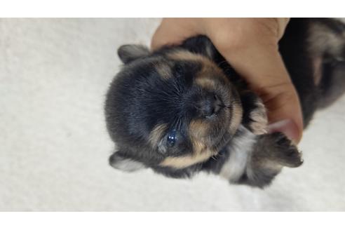ポメラニアンの子犬を探す ブリーダーナビ