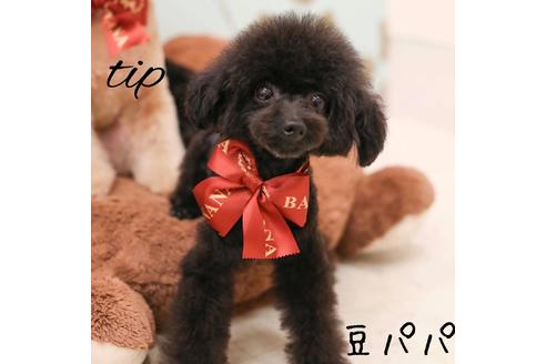 販売中のティーカッププードルの親犬