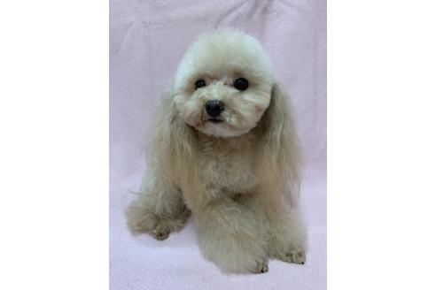 販売中のマルプー:マルチーズ×トイプードルの親犬