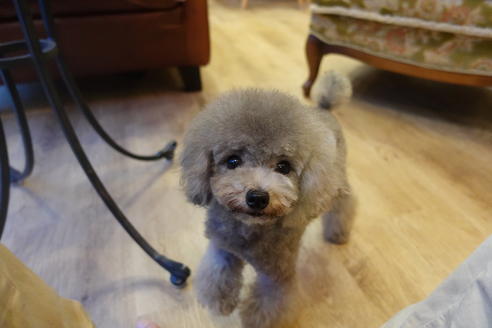 滋賀県のティーカッププードル 男の子 19 01 27生まれ シルバーのかわいい男の子 子犬id 1046 ブリーダーナビ