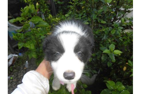 茨城県でボーダーコリーの子犬を探す ブリーダーナビ