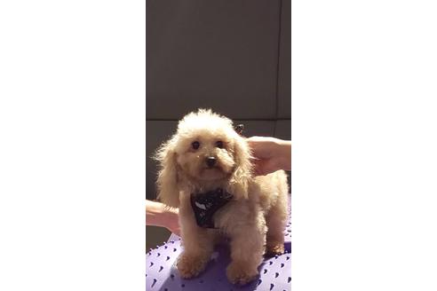 販売中のトイプードルの親犬