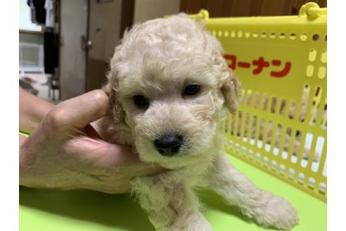大阪府のトイプードル 男の子 08 23生まれ 男の子らしい顔つきです 子犬id ブリーダーナビ 大阪府のトイプードル 男の子 08 23生まれ 男の子らしい顔つきです 子犬id ブリーダーナビ