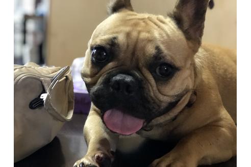 販売中のフレンチブルドッグの親犬