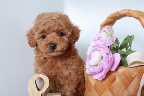 大阪府のトイプードル 女の子 07 25生まれ 両親遺伝子検査クリアー レッドのタイニーサイズちゃん 子犬 Id ブリーダーナビ