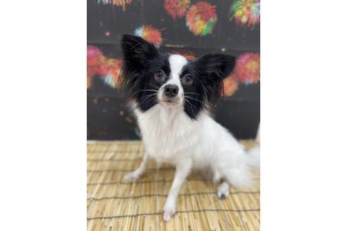 販売中のパピヨンの親犬