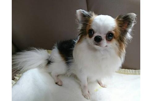 販売中のチワワ(ロングコート)の親犬